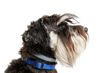 Closeup profile portrait of dog breed Zwergschnauzer isolated on white.