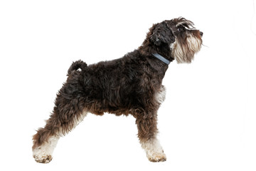 Profile portrait of dog breed Zwergschnauzer isolated on white.