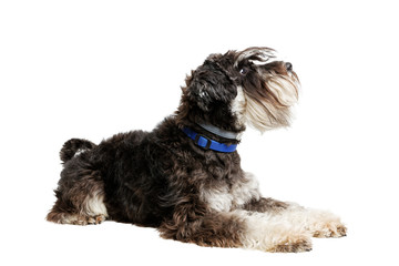 Portrait of lying dog breed Zwergschnauzer isolated on white.