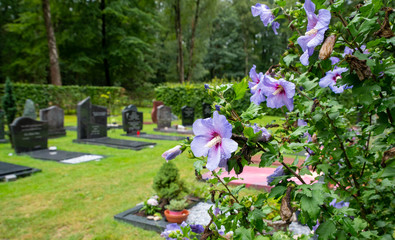 Blick über den Friedhof durch einen blühenden Strauch