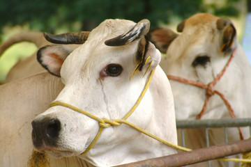 Cows from the Piedmontese Fassone breed
