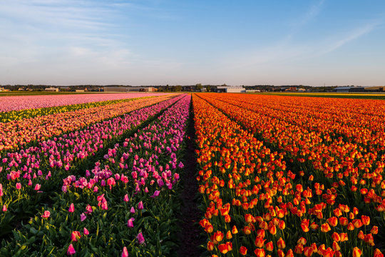Tulip fields around Lisse, South Holland, The Netherlands