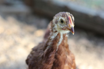 chickens in coop