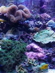 Naklejka na ściany i meble Tropical fish in coral reef