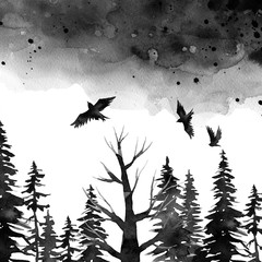 black gloomy forest and birds , spruce watercolor illustration,  background