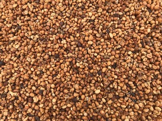 Dried Robusta parchment Coffee Beans