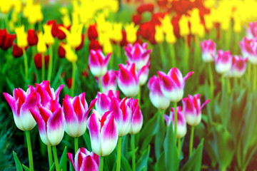 Tulip flowers in bloom spring background of blurry tulips in a tulip garden. Selective focus.