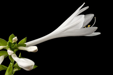 Blooming white flower of Hosta, also Funkia, family of Asparagus (lat. Asparagales), on black background