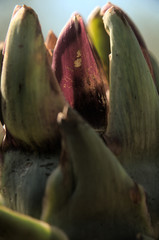 Cynara cardunculus; artichokes ripening in Tuscan kitchen garden