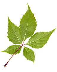 Green leaf of girlish grapes (lat. Parthenocissus quinquefolia),  isolated on white background