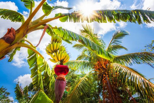 Banana tree in Vinales, Pinar del Rio Province, Cuba