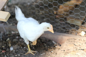 chickens in coop