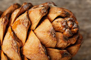 Pine cone peel texture with drops of resin on a gray wooden background. Cedar cone close-up