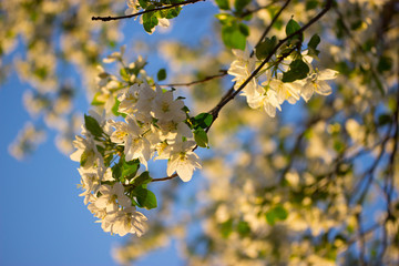 white flowers in spring