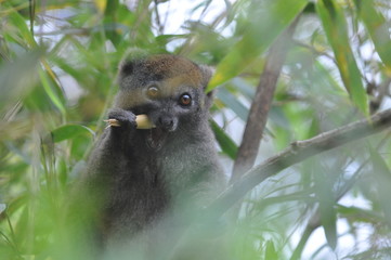 Madagascar, Lémurien bambou