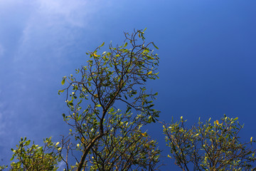 Trees, branches and clear skies 