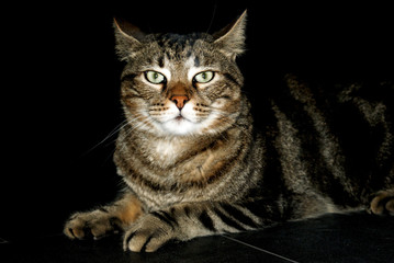 gatto