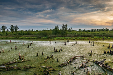 Diepholz Bog in Low Saxony, Germany