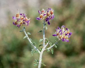 USA, Nevada, Lincoln County, Basin and Range National Monument. Nevada indigobush (Psorothamnus...