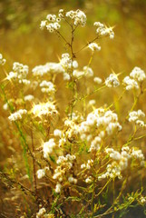  white flowers with rays