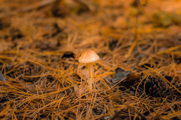 Ripe mushroom in green grass vintage toned photo. Summer forest scene.  Green leaf and white mushrooms. Natural mushroom growing.