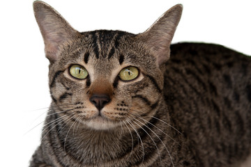 Cat on white background for create picture.