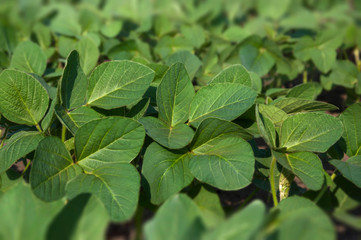 Young shoots of a soybean plant grow on a cultivated soybean field. Leaves close-up.