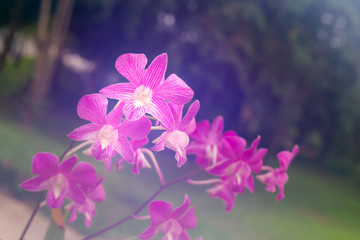 Fototapeta na wymiar purple orchid with glow background