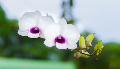 Fototapeta na wymiar white orchid with purple center