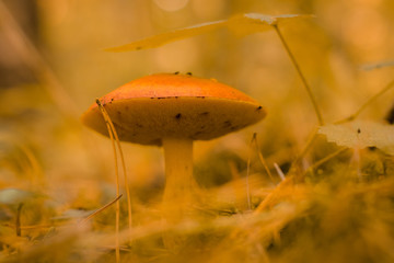 Ripe mushroom in green grass vintage toned photo. Summer forest scene.  Green leaf and white mushrooms. Natural mushroom growing.