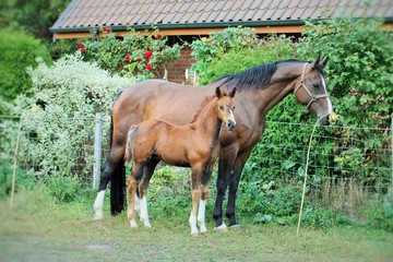 Obraz premium Wunderbare Pferde
