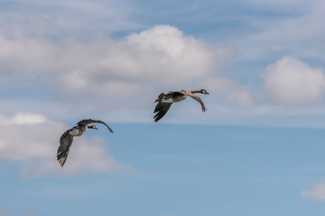 Geese over Hibou