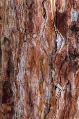 Closeup Reddish Tree Bark Texture For Background or Overlay