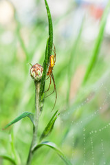 Spider on a blade of grass on a light green blurred background, close-up, selective focus