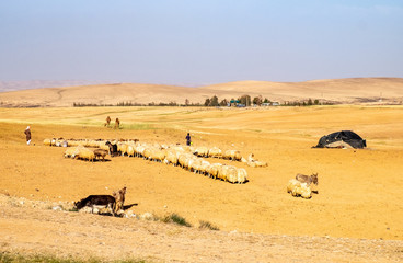 Fototapeta na wymiar Workers with a flock of goats