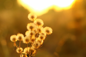 Fototapeta na wymiar dry autumn grass. stalks of grass in the sun