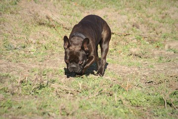 dog in grass