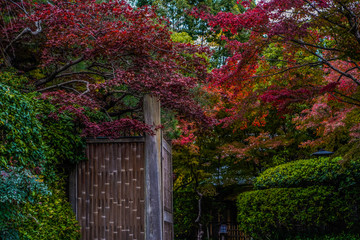 Japanese traditional wooden gate for house or restaurant decorative design in zen style with old lantern or lamp exterior ,red maple branches autumn trees covering bamboo wall with green bush in front