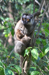 Madagascar, Lémurien