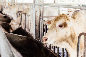 Herd of cows close-up on American Thai Brahman cows in cowshed on dairy farm. Agriculture Industry,...