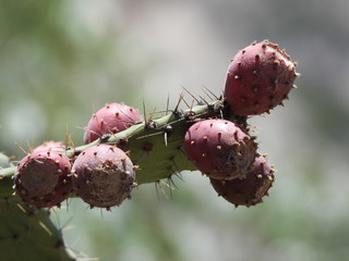 Tunas en nopal