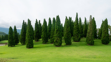 Fototapeta na wymiar pine park with little green hill yard