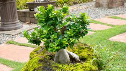 bonsai plant in the park - 287422478