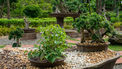 garden of bonsai plants in the pot - 287422486