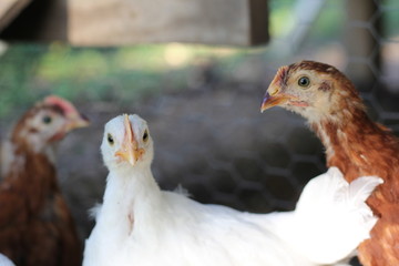 chickens in coop