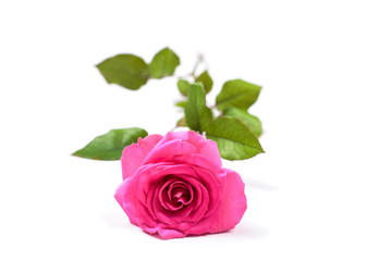 Beautiful single pink rose isolated on white background