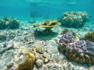 Fototapeta na wymiar Beautiful corals under water in the red sea in egypt