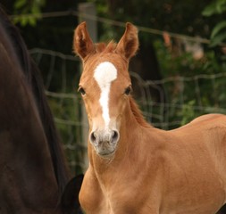 Fototapeta premium bildhübsches Fohlengesicht