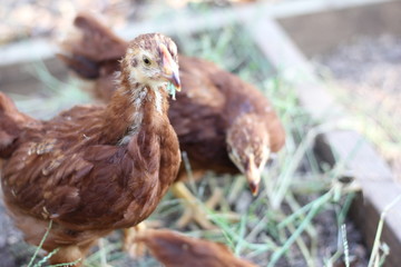 chickens in coop