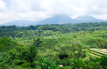 Fototapeta na wymiar Rice terraces. Traditional rice fields in Bali. Green rice field farm background.